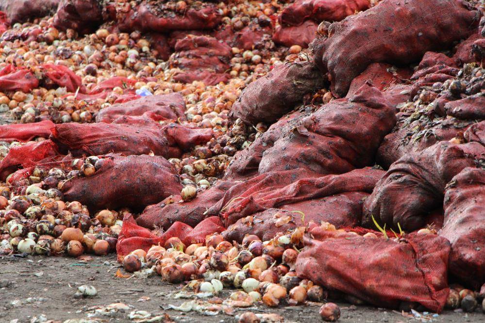 Nehrin kıyısına döküldü! Çuvallar dolusu soğan ve patlıcana inceleme 4